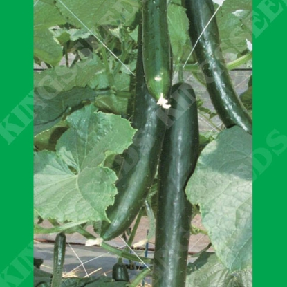Picture of CUCUMBER Tasty King F1